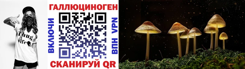 Купить  Вязьма  Галлюциногенные грибы Psilocybine cubensis 